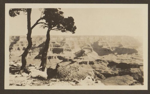 Trees and view over the Grand Canyon