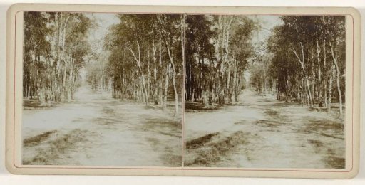 Tree-lined avenue near Arnhem