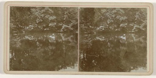 Pond with swans situated in a wooded environment