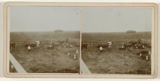 Milking a cow in the field near Noordwijk
