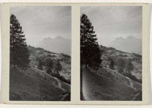 Trees in a mountain landscape
