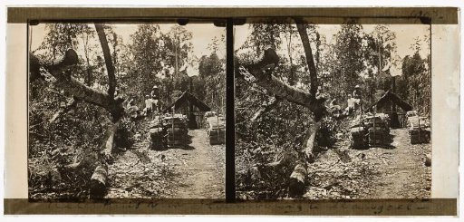 Boiler house in a forest, probably in Mangola, New Guinea