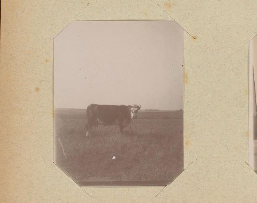 Cow in a field
