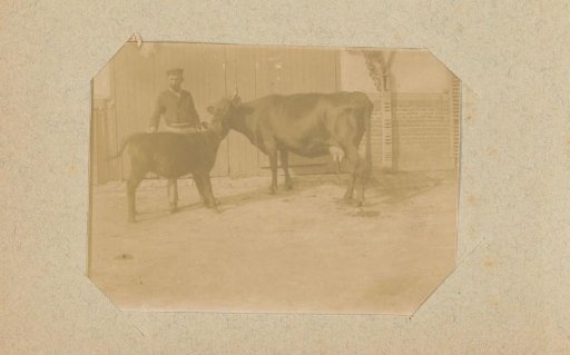 Cow, calf and a farmer
