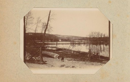 Felled trees along a river
