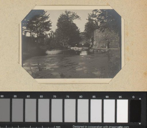Trees around a small lake