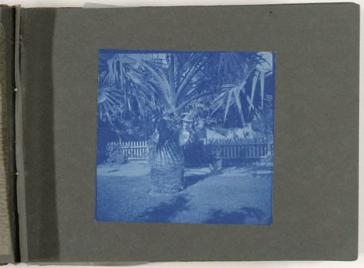 Woman behind a palm tree, United States