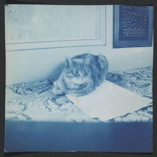 Lying cat, United States
