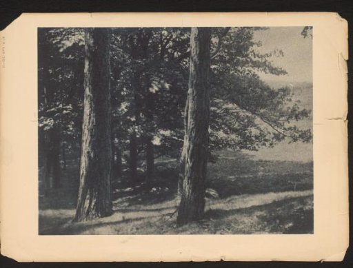 Edge of the Forest