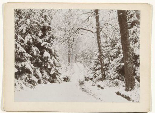 Snowy forest landscape
