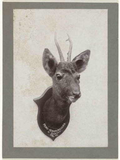 Hunting trophy of a stag, shot on 23 October 1907 in Prins-Hendriksoord