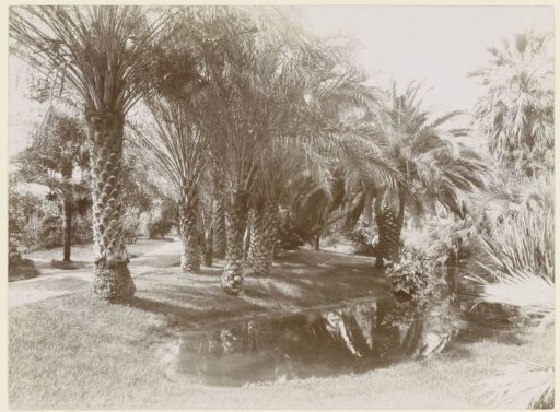 Palm garden of Villa Chauvassaignes, Menton