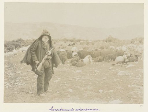 Corsican shepherd