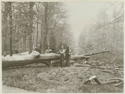 Four Men Sawing Down a Tree at the Country House De Wildbaan, Driebergen