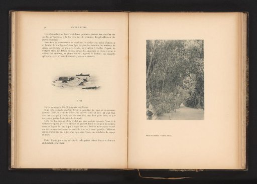 View of a path in a botanical garden with bamboo on both sides, in Algiers, Algeria