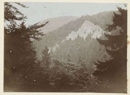 View of a wooded area against a mountainside in the Harz