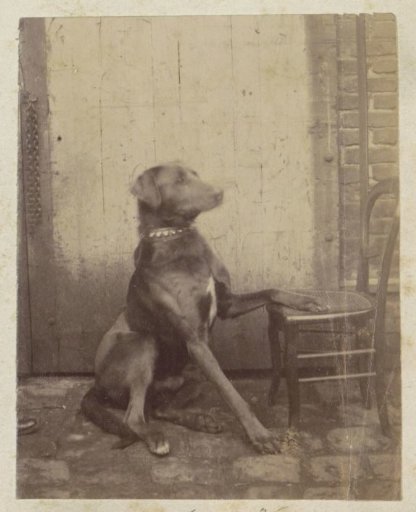 Sitting dog with a paw on a chair