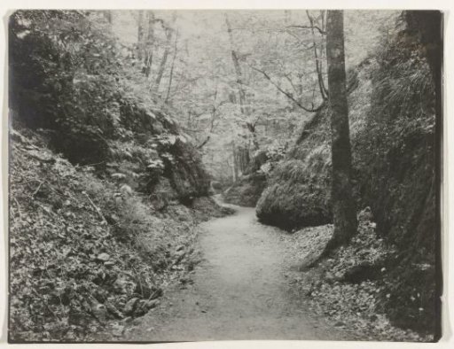 Forest Path
