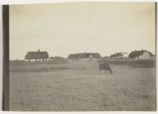 Cow in a Meadow, with Farmhouses in the Background