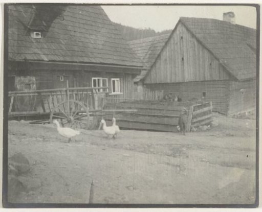 Geese on the Farmyard