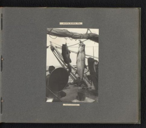Tarpon and sea bass hanging from a mast of the Columbia