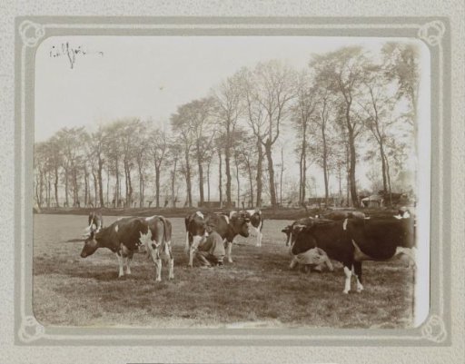 Men milking cows in a meadow on the Kalfjeslaan near Amsterdam