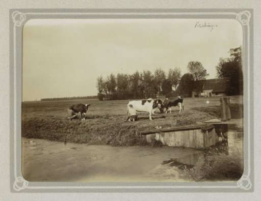 Men milking cows in a meadow in Kralingen