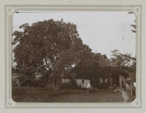 Farmhouse next to a tall tree