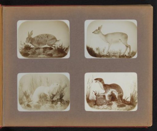 Stuffed rabbit, hind, and two weasels