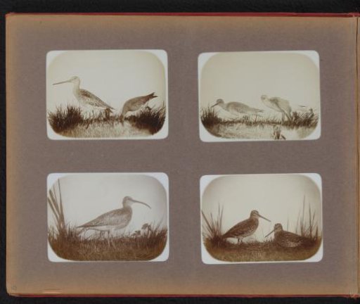 Stuffed curlews
