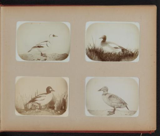 Stuffed ducks