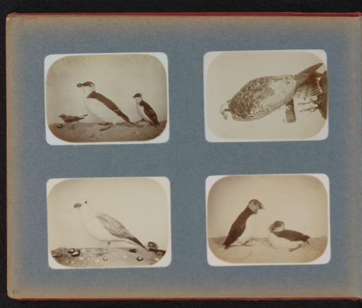 Stuffed gull, buzzard and razorbill