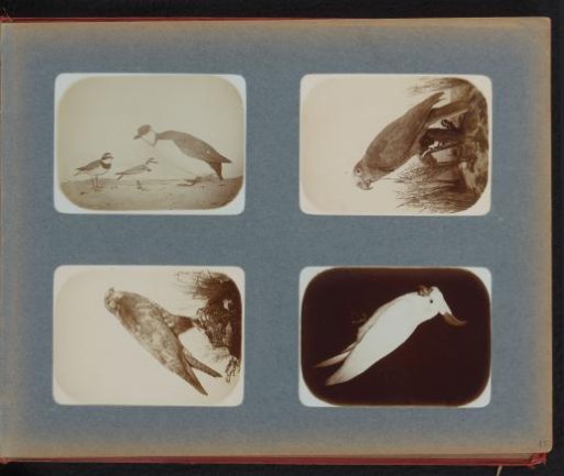 Stuffed birds, parrot, peregrine falcon and white cockatoo