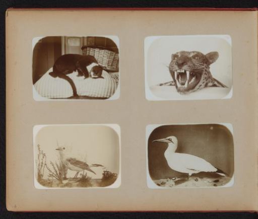 Mounted bird, duck and feline, and a sleeping cat