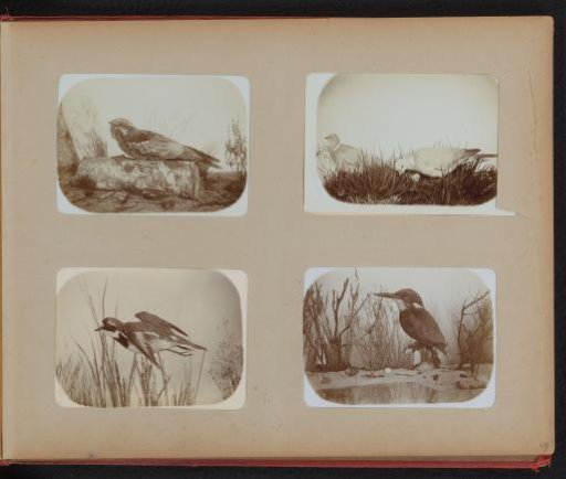 Mounted pigeons, kingfisher and two other birds
