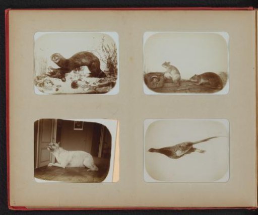 Stuffed weasel, two rats, dog, and a dead pheasant