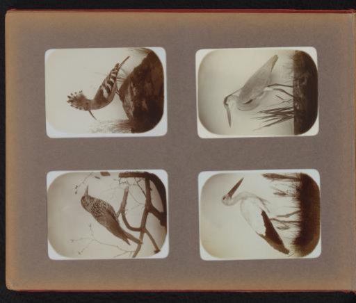 Mounted nutcracker, hoopoe, stork and blue heron