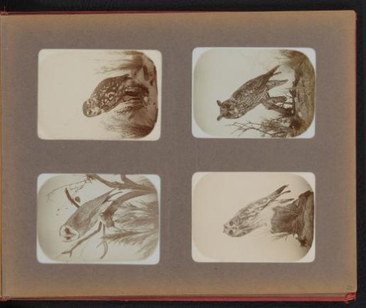 Mounted barn owl, little owl, tawny owl and eagle owl