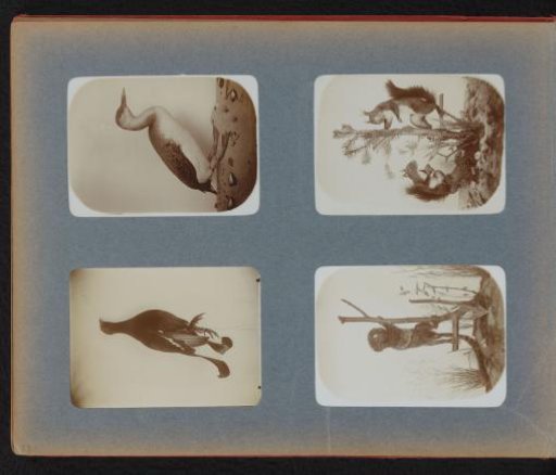 Dead hen bird hanging by its feet and a mounted diving duck, jumping tamarin and two squirrels