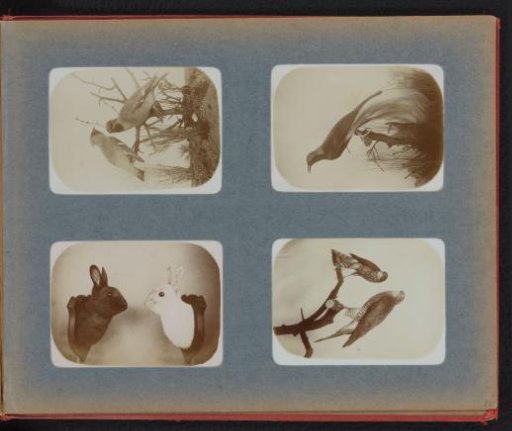 Mounted rabbits, hoopoes, sparrowhawks and a nightingale