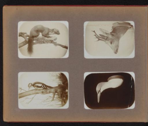 Mounted weasel, woodpecker, deer and bird