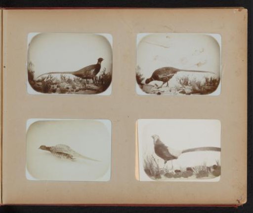 Four stuffed pheasants