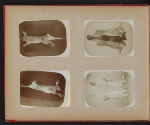 Dead rabbits, hanging by their hind legs