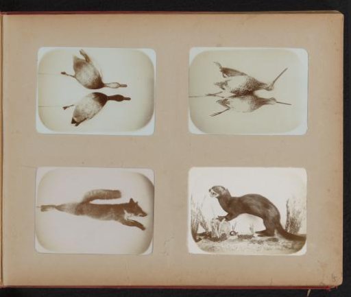 Two dead ducks, two dead curlews, and a dead fox, hanging by their (hind) legs, and a stuffed weasel