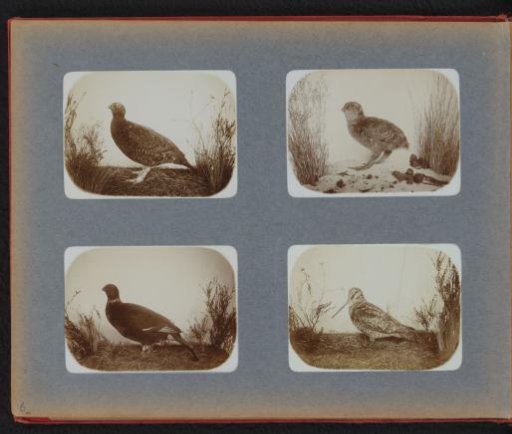 Four stuffed pheasants