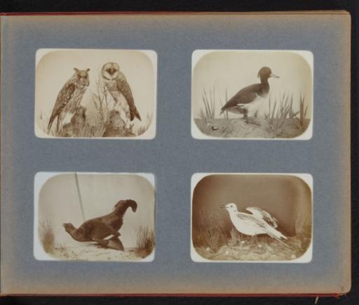 Two stuffed owls, a stuffed tufted duck, an eider duck and a herring gull