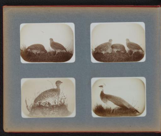 Stuffed capercaillies and another pheasant