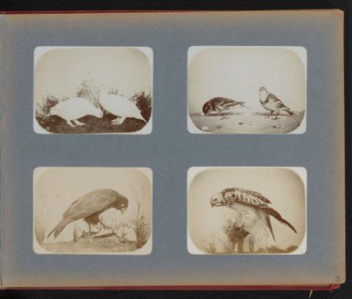 Stuffed white birds, pied flycatchers, a crow and a buzzard