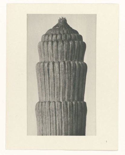 Plant study, Equisetum hiemale
