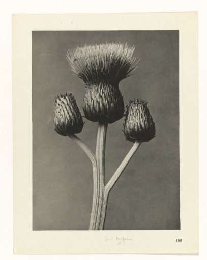 Plant Study